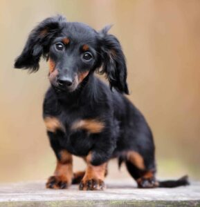 Little black and tan dachshund tilts head. Although they may seem cute, dachshunds are prone to health problems. Their small stature makes them vulnerable to many diseases.