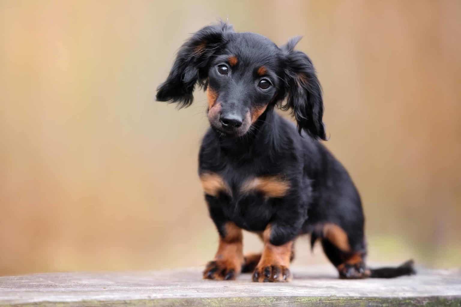 Little black and tan dachshund tilts head. The dachshund's small stature makes the dog vulnerable to many diseases.