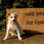Scruffy little dog sits in front of a sign that says, "Will love for food." Before you adopt a dog, be sure you're ready for the responsibility. Use this 11-tip guide to help you decide.
