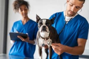 Veterinarian examines Boston Terrier. Find a veterinarian before you adopt a dog.