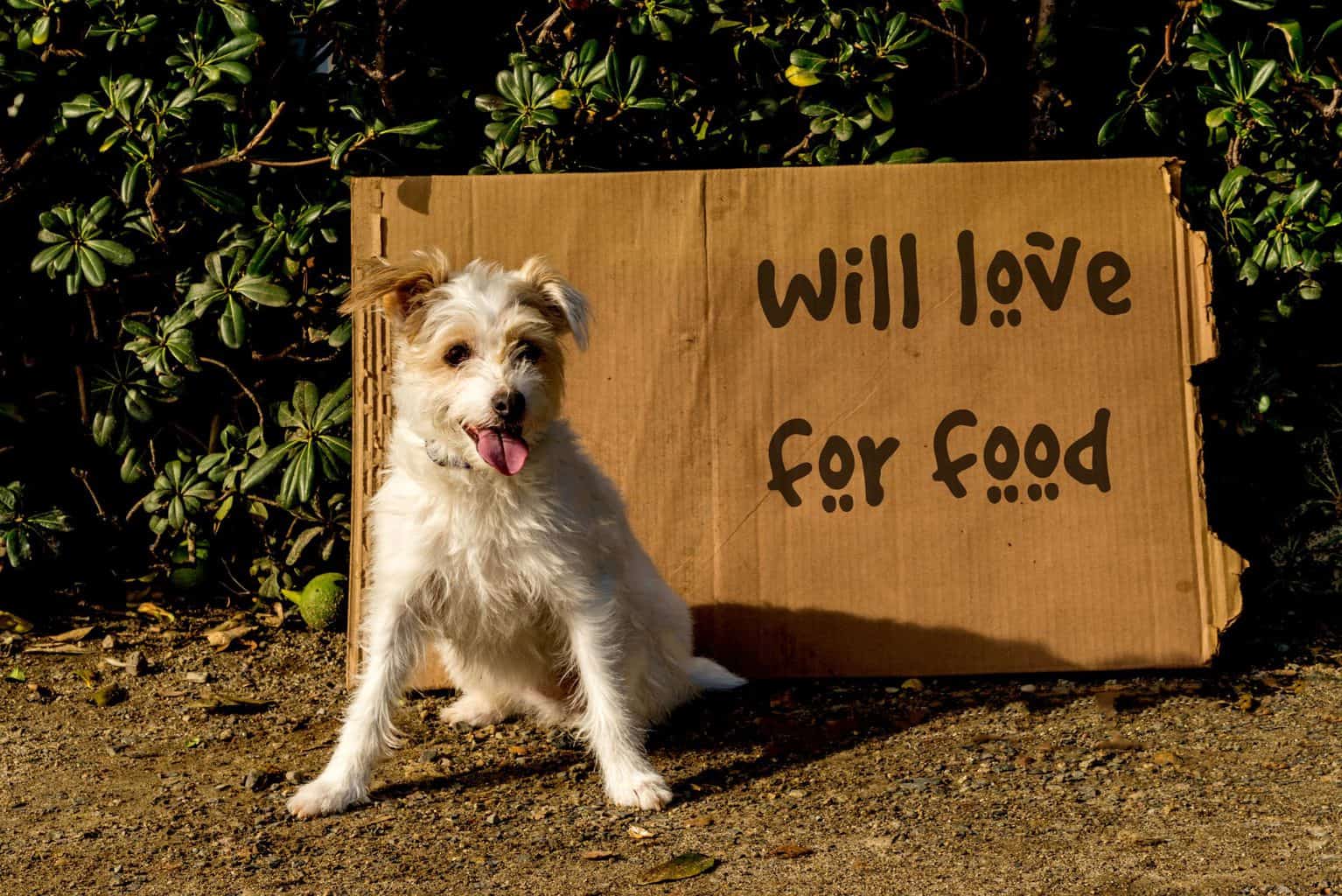 what do you need to do when you adopt a dog