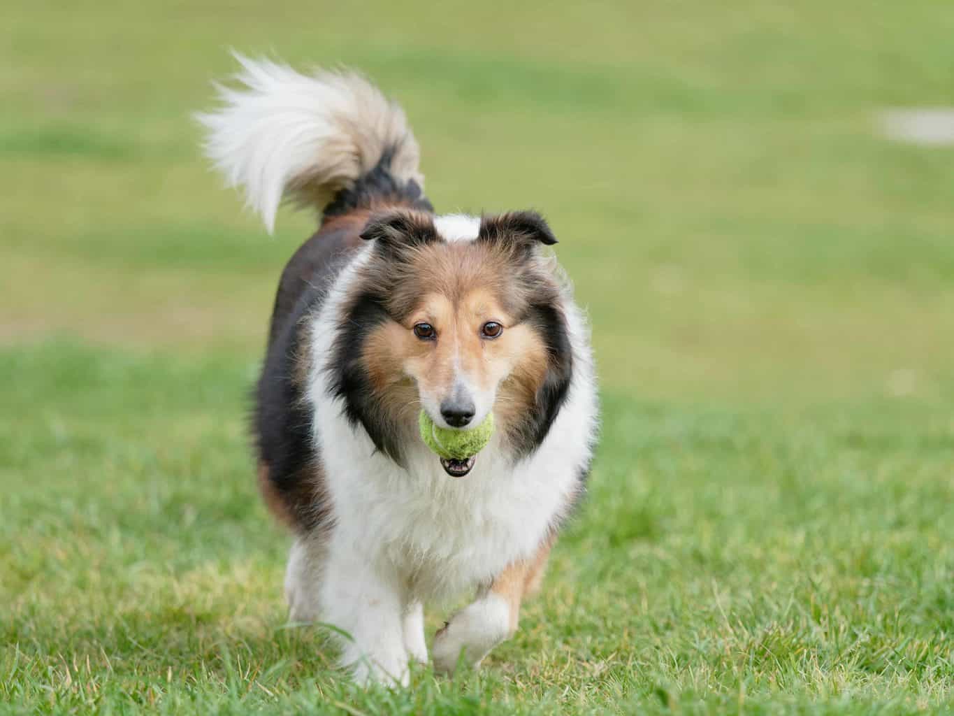Collie plays with tennis ball in a backyard.