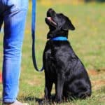Owner teaches black Labrador retriever to sit. Use basic behavior tips to train your dog to calm down, sit and stay, come when called, leave things alone and lie down on command.