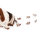 Bassett Hound leaves muddy footprints. To avoid clean up after your dog, wipe or rinse muddy paws before you let the dog inside.