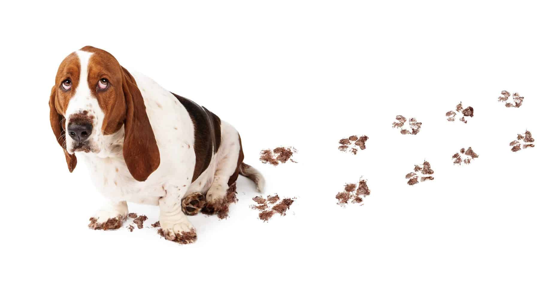 Bassett Hound leaves muddy footprints. To help clean up after your dog, wipe or rinse muddy paws before you let the dog inside.