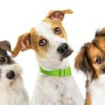 Cute trio of dogs tilt their heads. Dogs have shown their ability for critical thinking through head tilting, raising ears, staring, alertness, problem-solving and more.