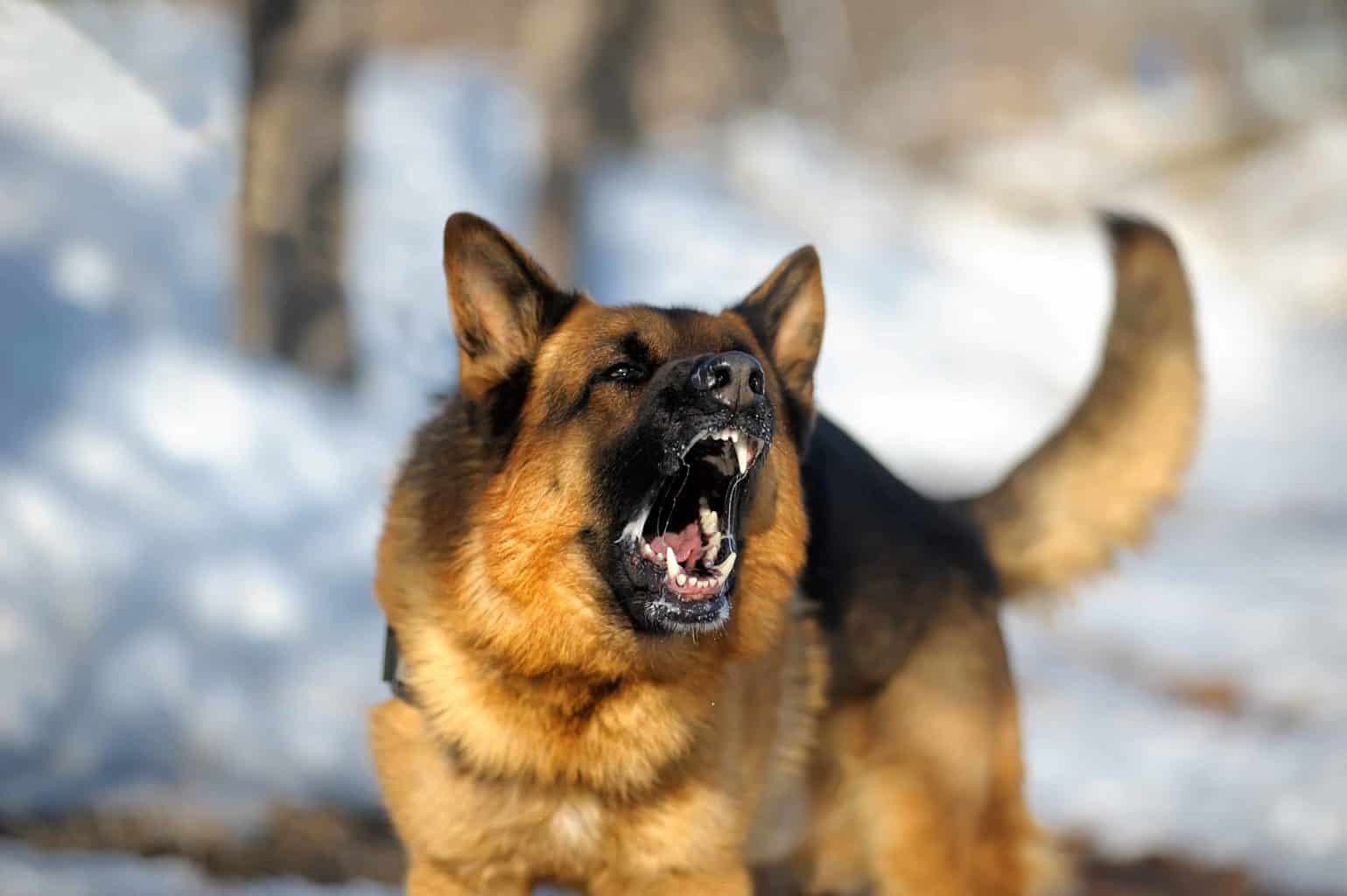 Angry German shepherd bites. If your dog attacks someone, your natural reaction would be to scream. However, if your dog hears you yell or sees you frightened, it becomes more likely to continue the attack.
