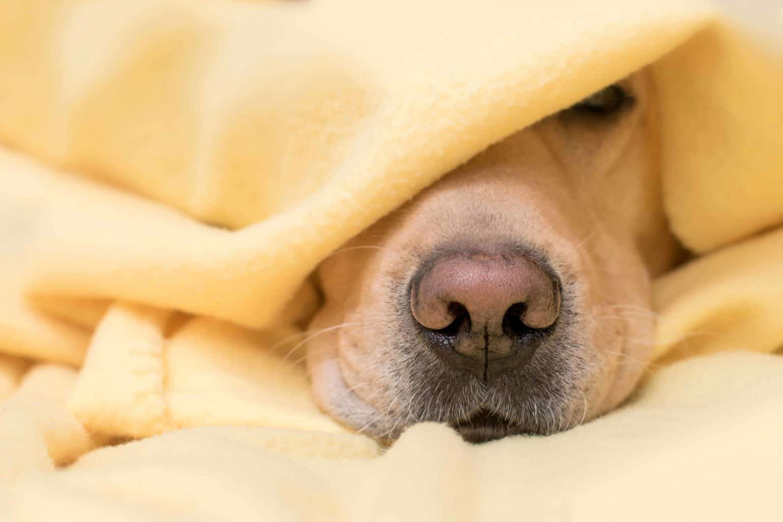 Sleepy dog snuggles under a blanket.