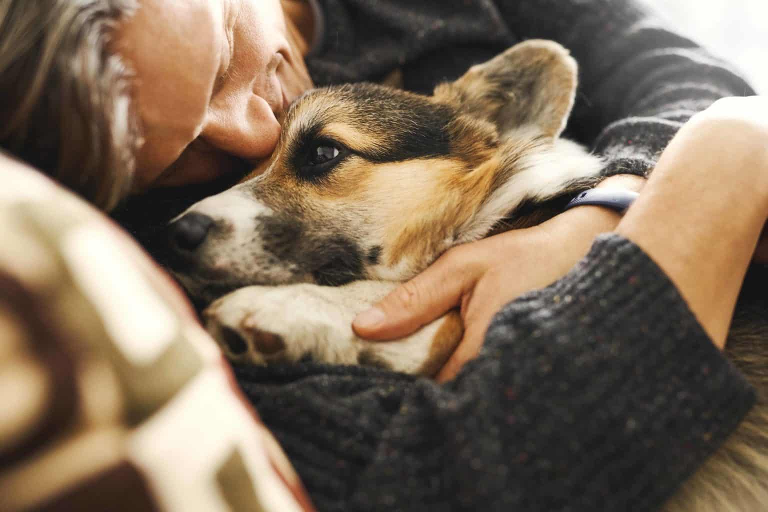 Man snuggles with Pembroke Welsh Corgi. Whether it's stabilizing intense emotions or making you feel loved, emotional support animals can do your entire family good.