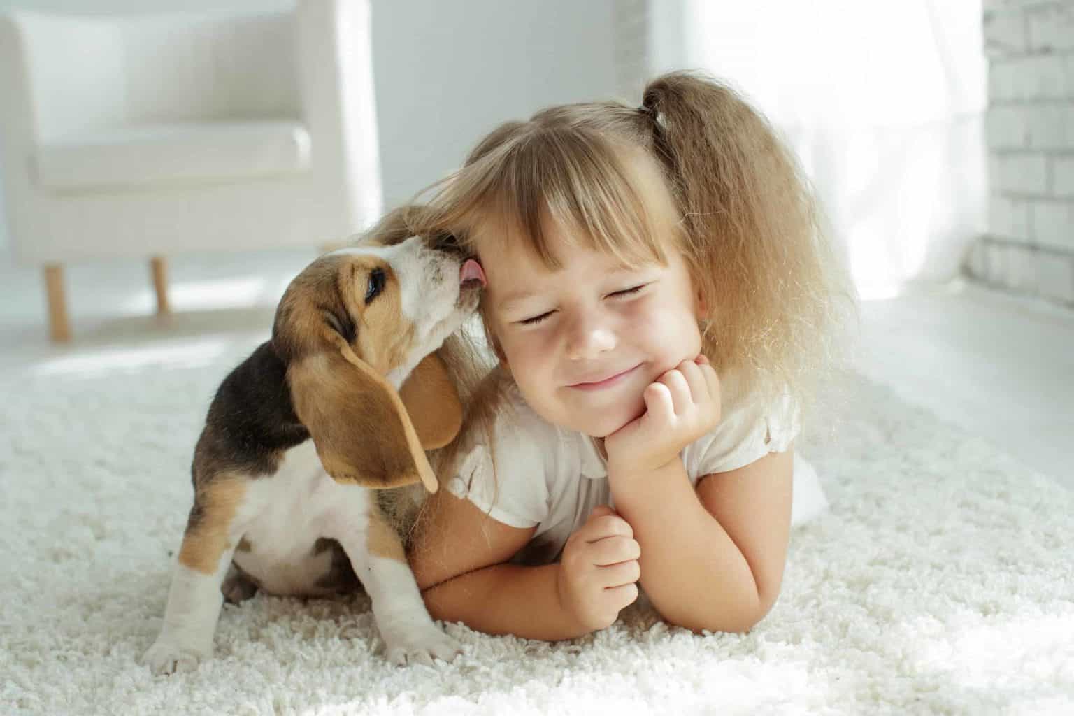Beagle puppy gives little girl a kiss. When petting a dog, the child's blood pressure decreases. Dopamine floods his brain as he strokes the dog. Dopamine is associated with feelings of love, bonding, and pleasure.