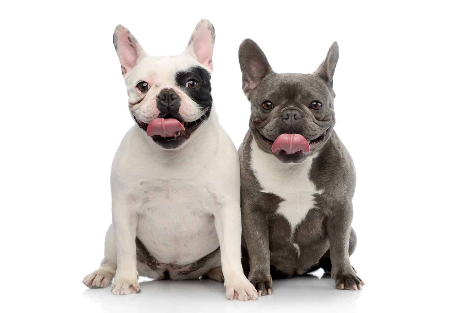 One white French bulldog and one gray French bulldog. To increase your French bulldog’s lifespan, pay attention to diet, provide exercise, visit the vet regularly and spend time with your dog.