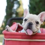French bulldog puppy rides in a stroller. To extend your French bulldog's lifespan, spend more time with your dog.