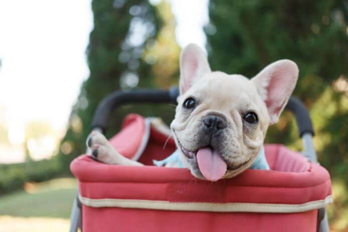 French bulldog puppy rides in a stroller. To extend your French bulldog's lifespan, spend more time with your dog.