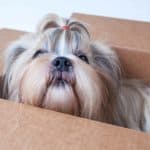 Happy Shih Tzu in box. Choose ideal gifts for new dog owners from dog treats and harnesses to cozy dog beds, teething toys, and portable dog bowls.