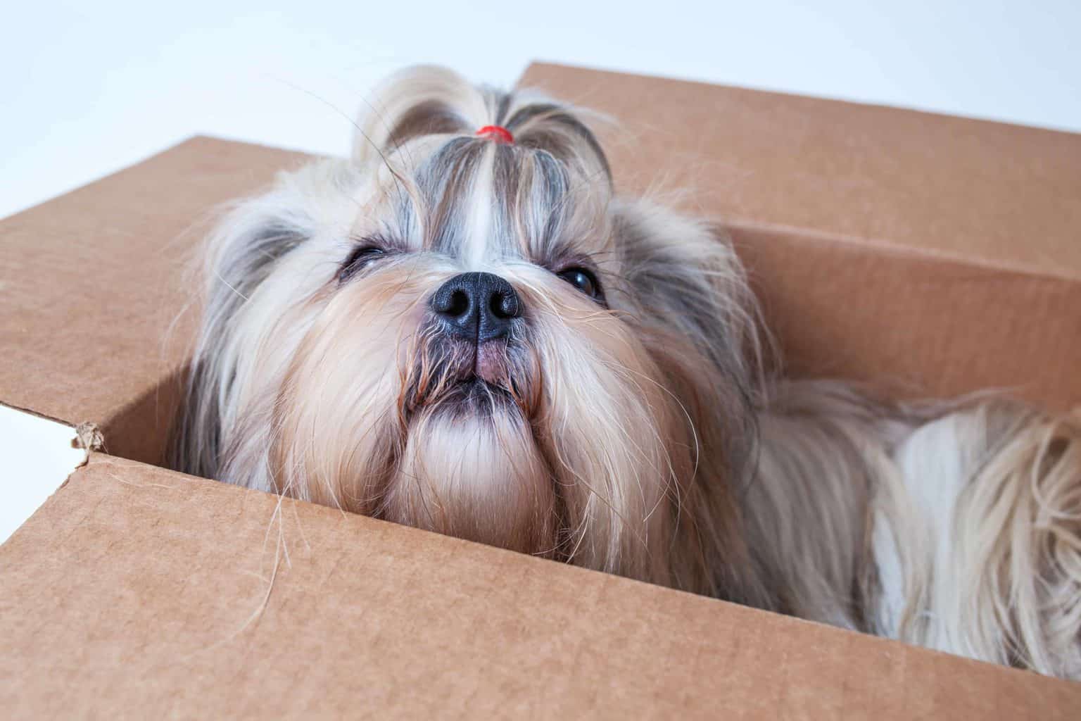 Happy Shih Tzu in box. Choose ideal gifts for new dog owners from dog treats and harnesses to cozy dog beds, teething toys, and portable dog bowls.