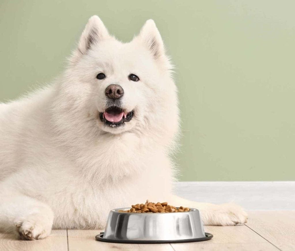 Happy Samoyed with dog food bowl. Switching to a grain-free diet can benefit dogs if they suffer from allergies, food intolerances, or digestive issues.