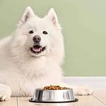 Happy Samoyed with dog food bowl. Switching to a grain-free diet can benefit dogs if they suffer from allergies, food intolerances, or digestive issues.
