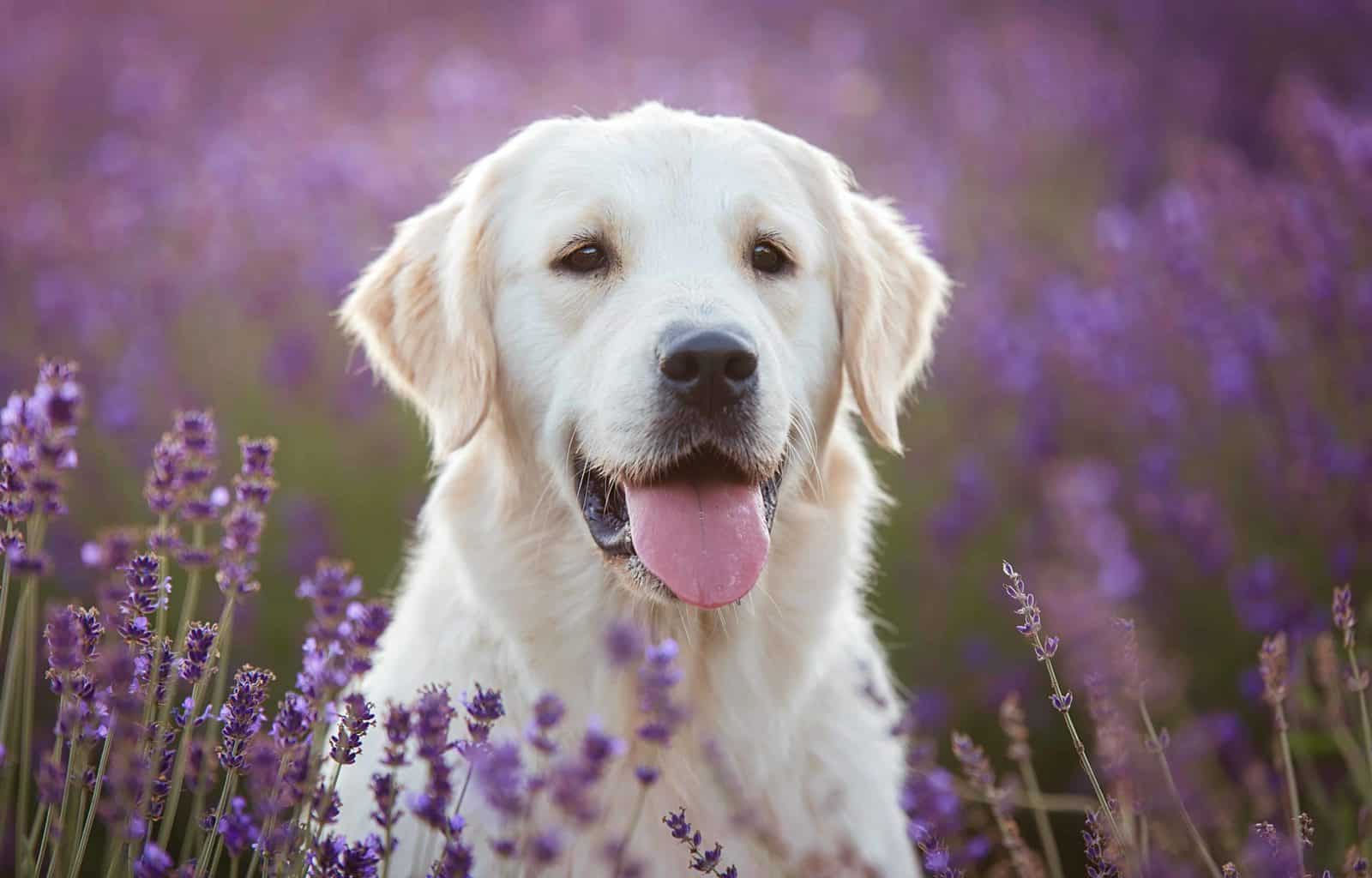 Happy golden retriever sits outside in purple flowers. Mistakes that shorten your dog's lifespan include skipping vet visits, failing to keep up with vaccines, not feeding your dog a healthy diet.
