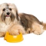 Fluffy Shih Tzu with food bowl. Eating legumes and pea protein is essential, but too much can cause enlargement of your dog's heart and other health problems.