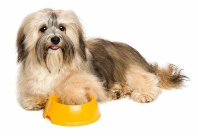Fluffy Shih Tzu with food bowl. Eating too much pea protein can cause dog health problems.