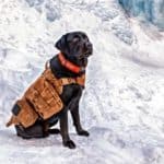 Snow patrol black Labrador retriever works as a rescue dog. Labrador retrievers are known for their intelligence, loyalty and willingness to learn, which is what makes them excellent rescue dogs. 