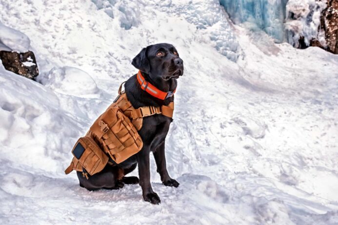 Snow patrol black Labrador retriever works as a rescue dog.
