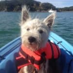 Westie wears a life vest while kayaking. Tying your dog's leash to the kayak seems a great idea to prevent your dog from jumping off the kayak. But if your kayak capsizes, this may cause them to be stuck under the boat and drown.