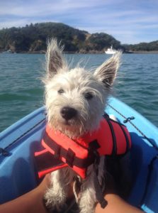 Westie wears a life vest while kayaking. Tying your dog's leash to the kayak seems a great idea to prevent your dog from jumping off the kayak. But if your kayak capsizes, this may cause them to be stuck under the boat and drown.