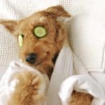 Dog wears a white robe with cucumber slices on its eyes. Treat yourself to a spa day – or, in your dog's case, a spaw day – at home using the tools you have on hand.