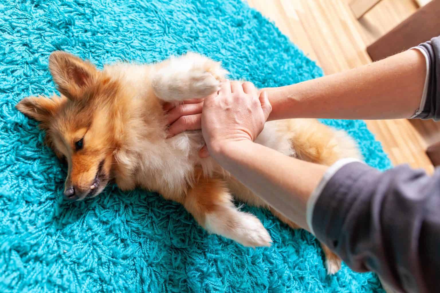 Owner gives corgi a massage on aqua carpet. As your dog gets older, ease any discomfort with a massage that targets specific areas and problems unique to your dog.