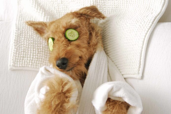 Dog wears a white robe with cucumber slices on its eyes. Treat yourself to a spa day – or, in your dog's case, a spaw day – at home using the tools you have on hand.
