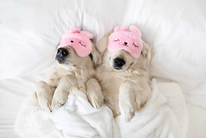 Golden retrievers snuggle up sleeping with sleep masks. What do dogs dream about? That question has long puzzled dog owners and scientists alike. Now, MIT researchers are closer to finding out.