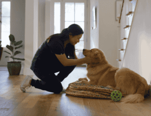 Staff member for The Vets examines golden retriever at home.