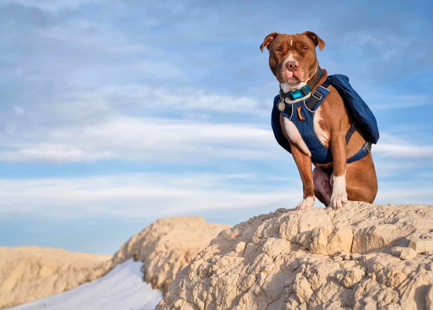 Red pitbull wears backpack for adventure with owner. When backpacking with your dog, follow leash rules, pick up after your pet and ensure that your dog has had their proper vaccinations.