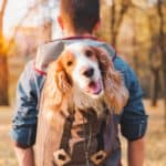 Happy Springer Spaniel is carried in backpack. Before you take your dog backpacking, search out the best trails, prepare for your adventure and create memories that you’ll cherish forever.