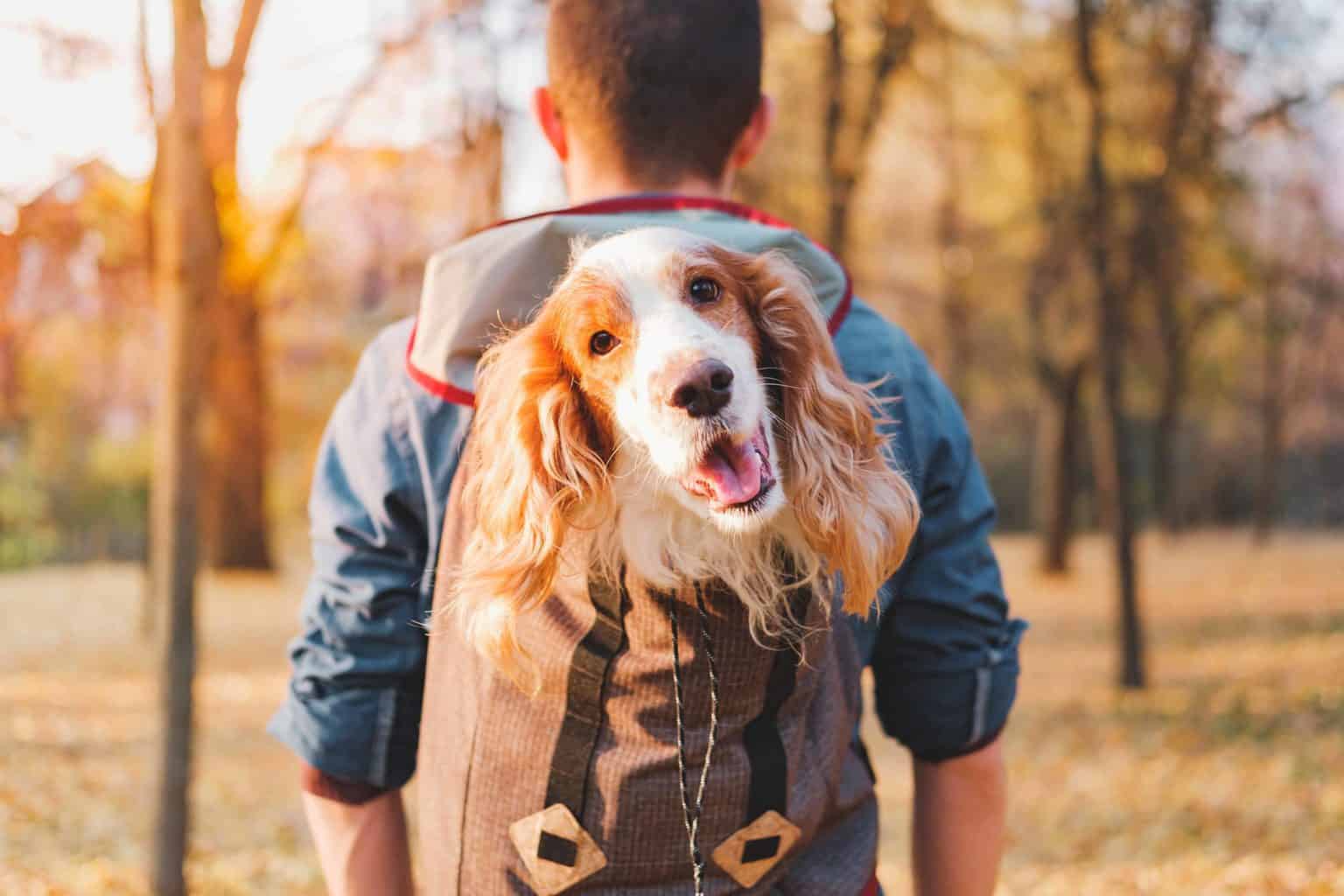 Happy Springer Spaniel is carried in backpack. Before you take your dog backpacking, search out the best trails, prepare for your adventure and create memories that you’ll cherish forever.
