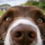 Close up look at Springer Spaniel's eyes. Here are ten facts about dog behavior that may help you understand your pet more and wonder less about sometimes slightly peculiar habits.