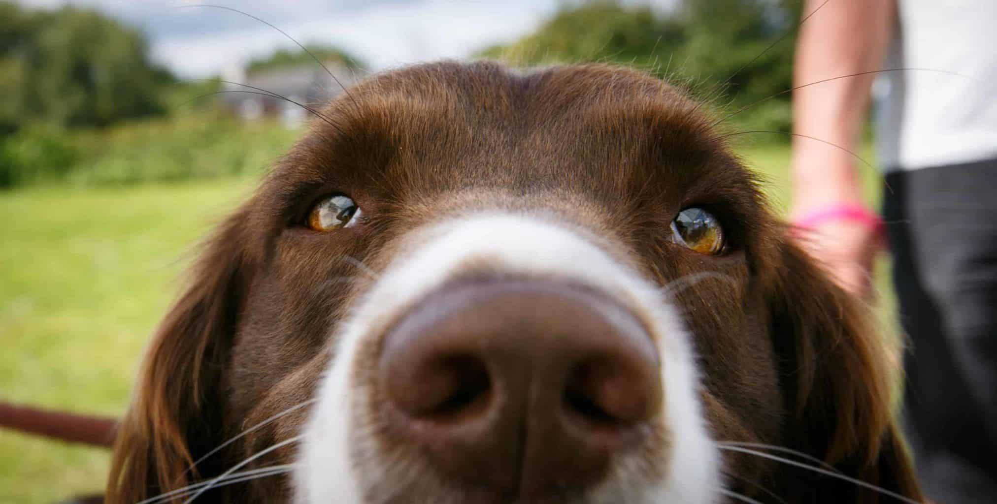 Close up look at Springer Spaniel's eyes. Here are ten facts about dog behavior that may help you understand your pet more and wonder less about sometimes slightly peculiar habits.
