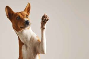 Dog holds up paw. Teaching a dog tricks can help keep them active, boost their confidence, and help with bonding.