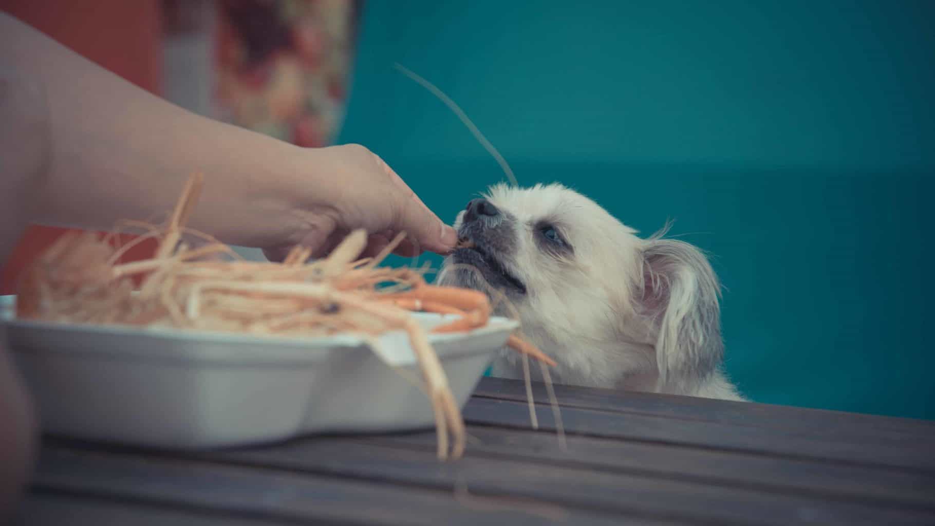 Woman feeds small dog shrimp. Can dogs eat shrimp? Yes, but always remove veins, plus shells and tails to reduce choking hazards. Boil or steam shrimp first.
