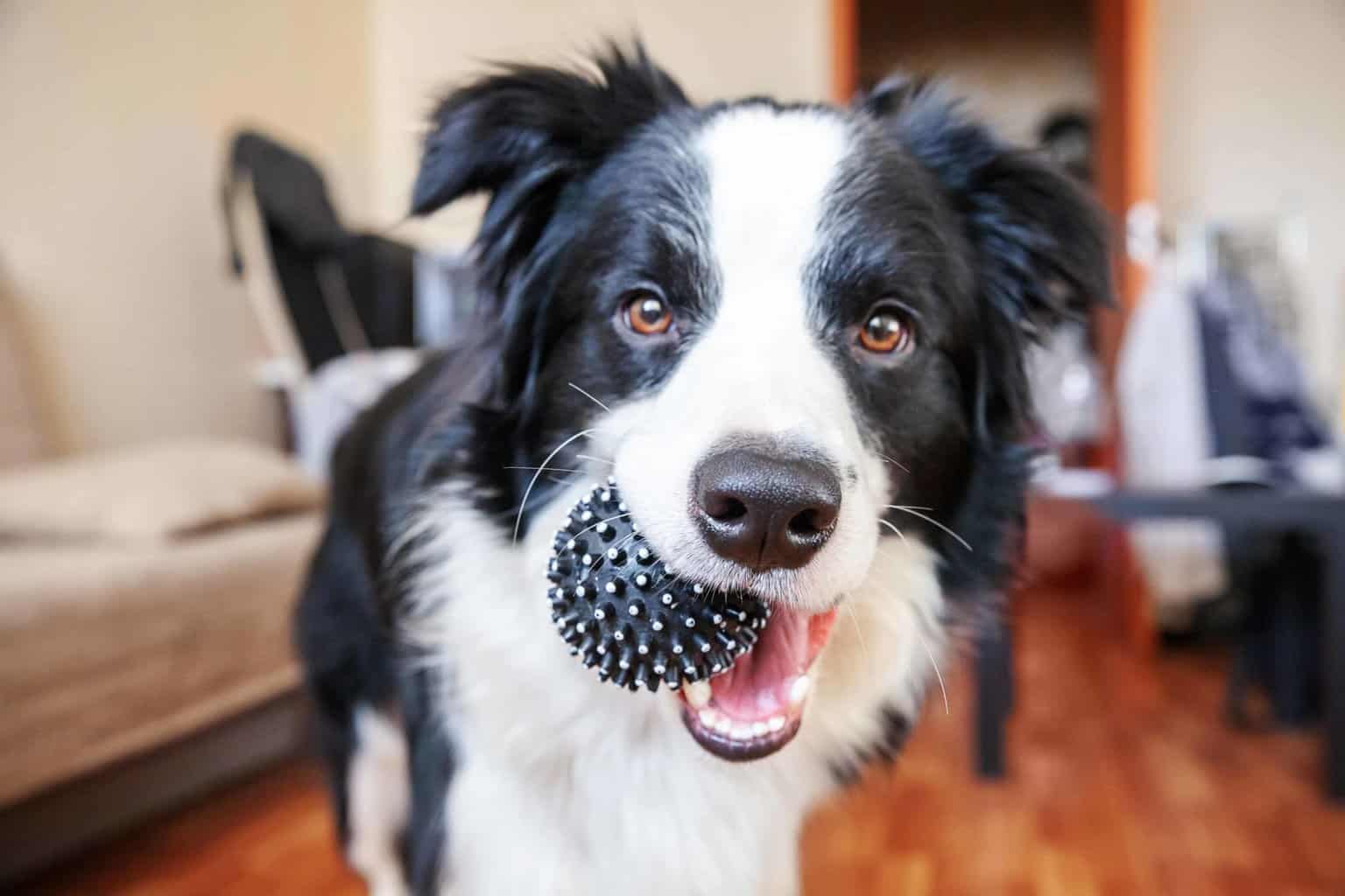 Happy Border Collie with ball. When you choose the perfect dog, consider your energy level and the dog's temperament. Border Collies, for example, are high energy dogs that need a lot of exercise.