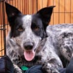 Happy blue heeler rests in his crate. Use our tips to crate train a dog with separation anxiety so you can feel confident your dog will be safe and calm when home alone.