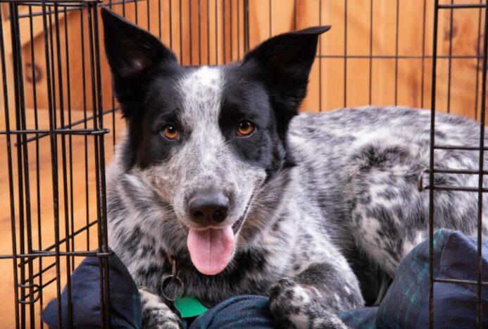 Happy blue heeler rests in his crate. 