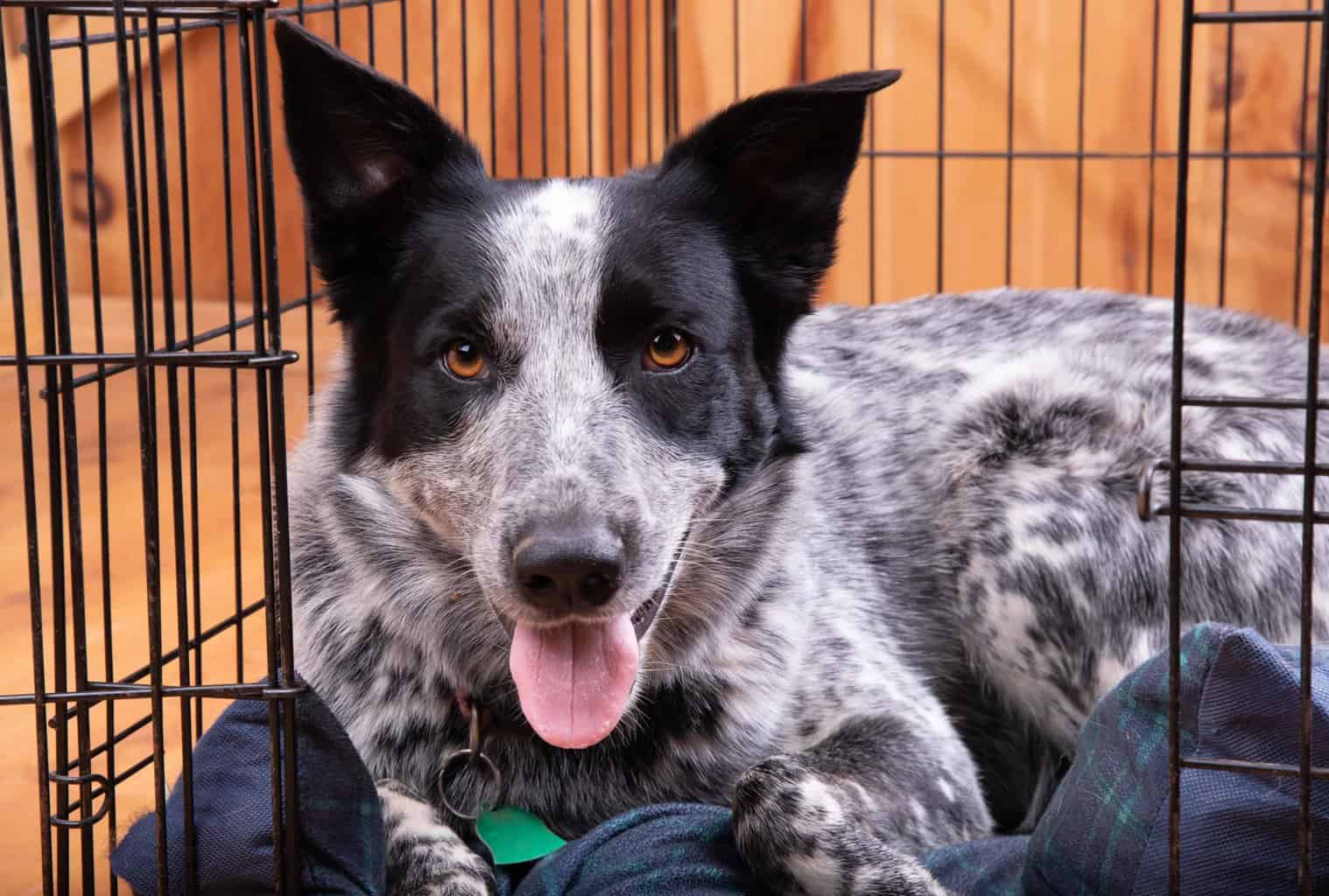 Happy blue heeler rests in his crate. Use our tips to crate train a dog with separation anxiety so you can feel confident your dog will be safe and calm when home alone.