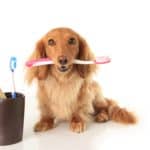 Dog sits with teeth cleaning tools. Poor dental health can lead to tooth loss, heart disease and other health problems. Provide proper dental care for your dog.