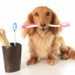 Dog sits with teeth cleaning tools. Poor dental health can lead to tooth loss, heart disease and other health problems. Provide proper dental care for your dog.