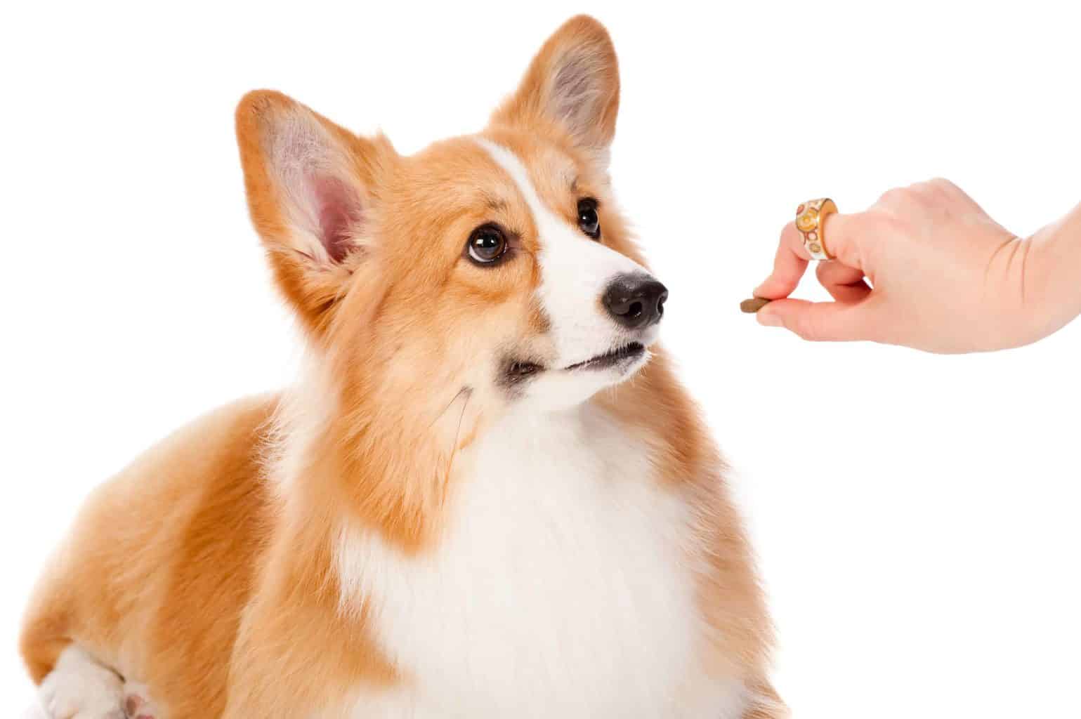 Owner gives Corgi a training treat. Treats or snacks are a popular dog accessory that makes it easier to train your dog.