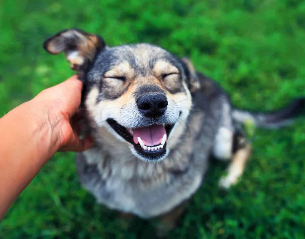 Owner pets happy, smiling dog. Make buying dog insurance part of your plan to give your dog a healthy, happy life. Dog insurance helps ensure your dog's health and safety.