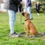 Woman trains boxer at dog training class. To start a dog training business you need two basic things — the skill of teaching hounds and a love for animals. Business skills are a plus.