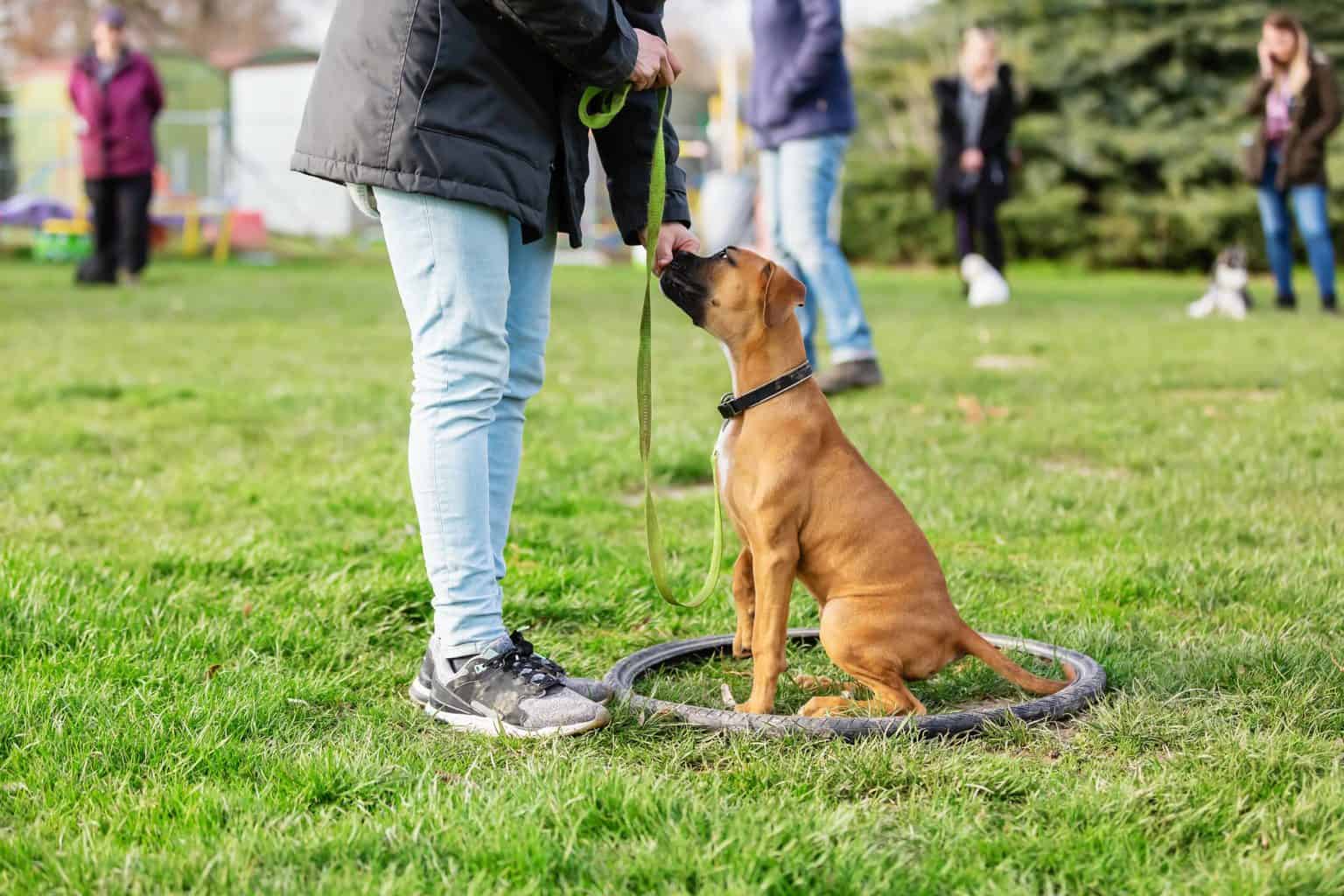 Woman trains boxer at dog training class. To start a dog training business you need two basic things — the skill of teaching hounds and a love for animals. Business skills are a plus.